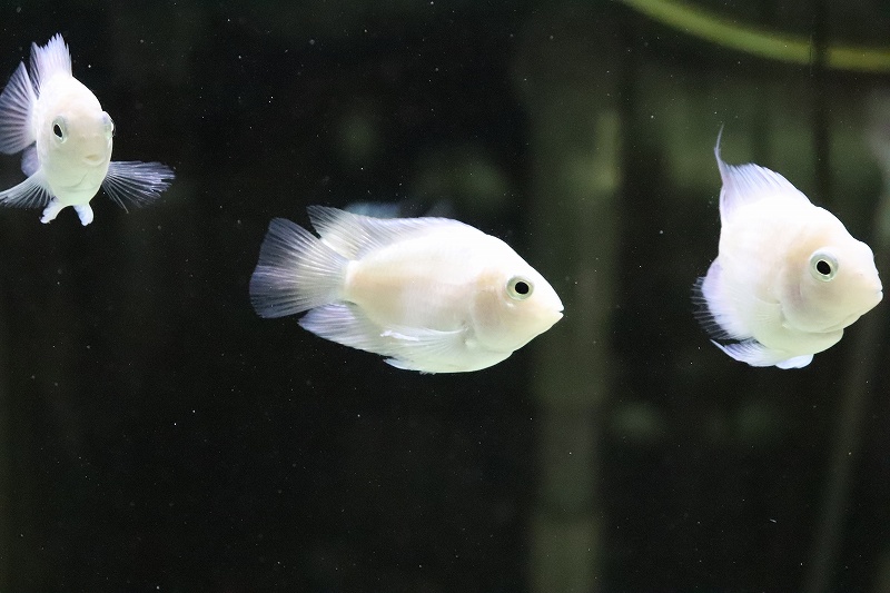 淡水魚 珍種 バルーンホワイトメタリックブルーパロット 1匹 サンプル画像 3cm 大型魚 生体 熱帯魚 ｎｋｏ ペットバルーン ネットショップ