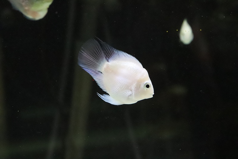 淡水魚 珍種 バルーンホワイトメタリックブルーパロット 1匹 サンプル画像 3cm 大型魚 生体 熱帯魚 ｎｋｏ ペットバルーン ネットショップ