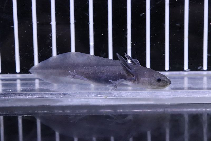 淡水魚 ウーパールーパー ブラック 1匹 サンプル画像 5 7cm ウーパールーパー 生体 淡水 Nk ペットバルーン ネットショップ