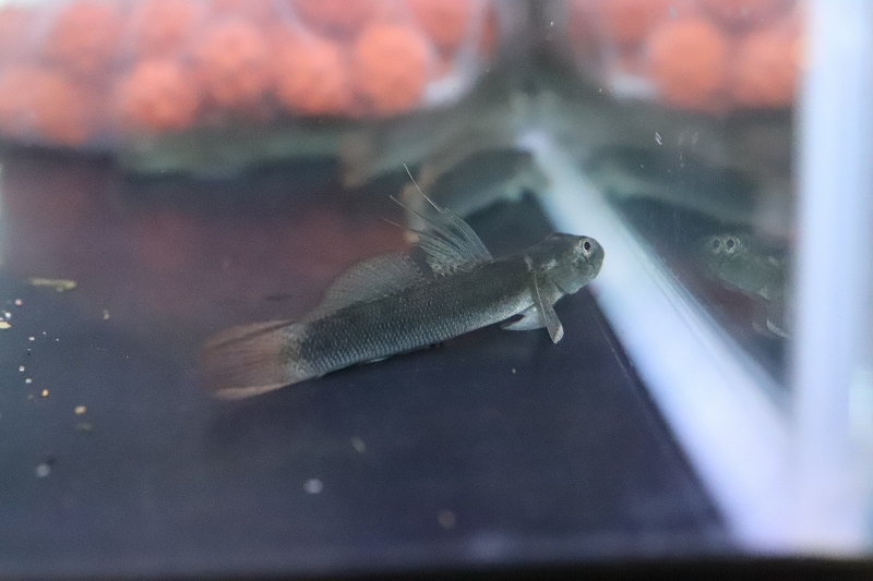 淡水魚 スレッドフィンエレクトリックゴビー １匹 サンプル画像 ハゼ 生体 熱帯魚 Nk ペットバルーン ネットショップ
