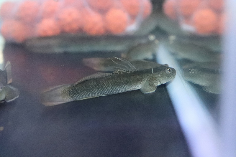 淡水魚 スレッドフィンエレクトリックゴビー １匹 サンプル画像 ハゼ 生体 熱帯魚 Nk ペットバルーン ネットショップ