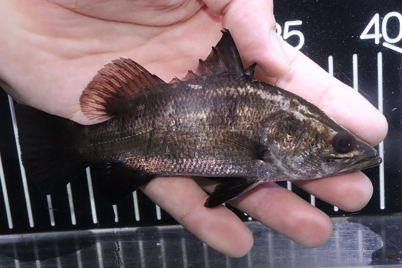 淡水魚 大きめ オーストラリア バラマンディ 1匹 サンプル画像 10cm 大型魚 生体 熱帯魚 Nko ペットバルーン ネットショップ