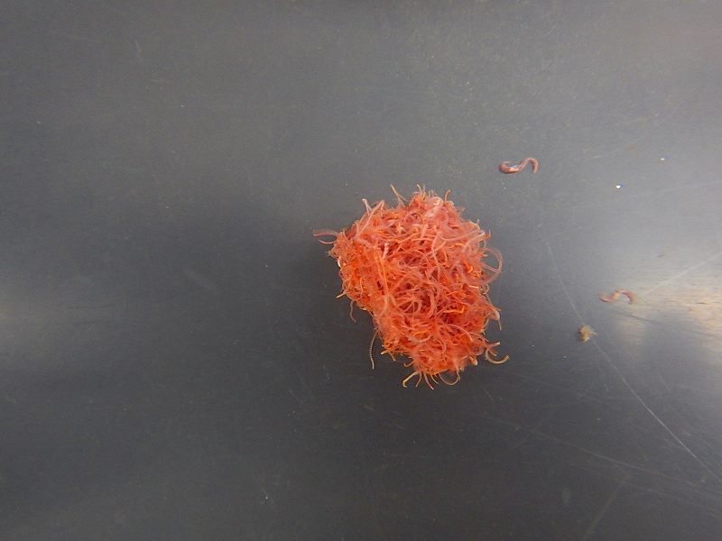 淡水魚 冷蔵便生き餌 活イトメ イトミミズ イトメ入れセット 10g 生体 活餌 熱帯魚 ペットバルーン ネットショップ