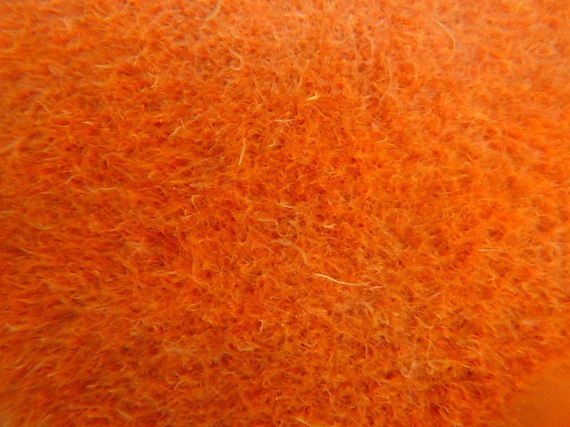 淡水魚 冷蔵便生き餌 活イトメ イトミミズ イトメ入れセット 10g 生体 活餌 熱帯魚 ペットバルーン ネットショップ