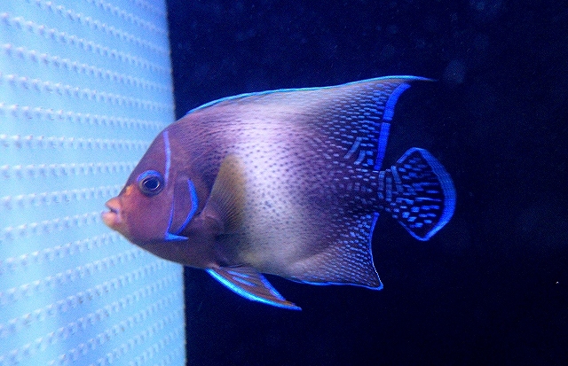 海水魚・ヤッコ】スミレヤッコ（XS〜Sサイズ）【1匹】（±3.5-4cm
