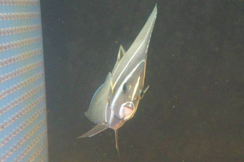 海水魚・ヤッコ】グレーエンゼル(M) (1匹)±10-12cm(サンプル画像）（生体）(海水魚)（サンゴ） - ペットバルーン ネットショップ