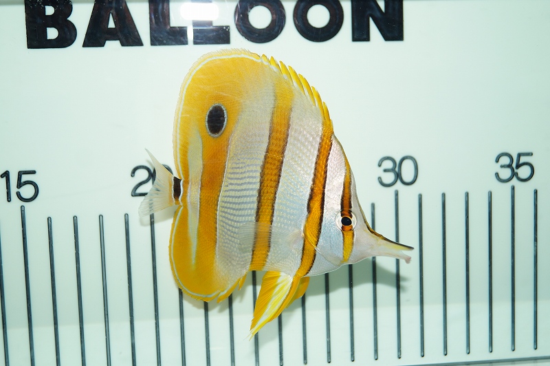 画像1: 【海水魚・チョウチョウウオ】チェルモン（ML-Lサイズ)(1匹)±8-10ｃｍ(サンプル画像）（生体）(海水魚)（サンゴ） (1)