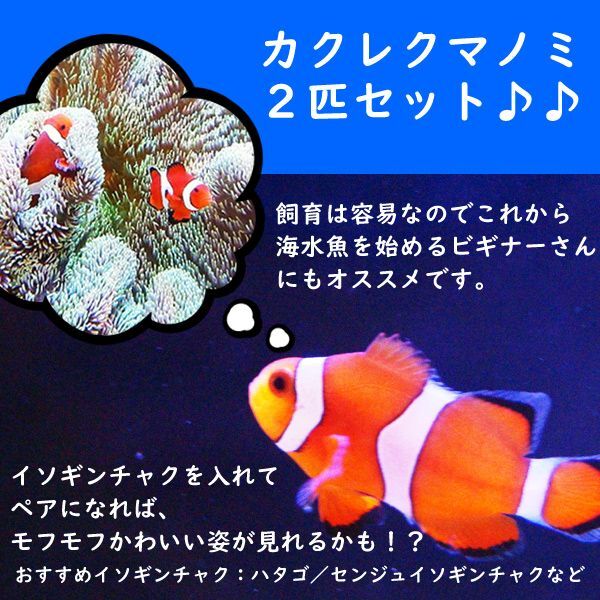 画像1: 【海水魚・クマノミ】 カクレクマノミ 2匹セット  (国産ブリード) 【1セット】±3-4cm(サンプル画像）（生体）(海水魚)（サンゴ） (1)