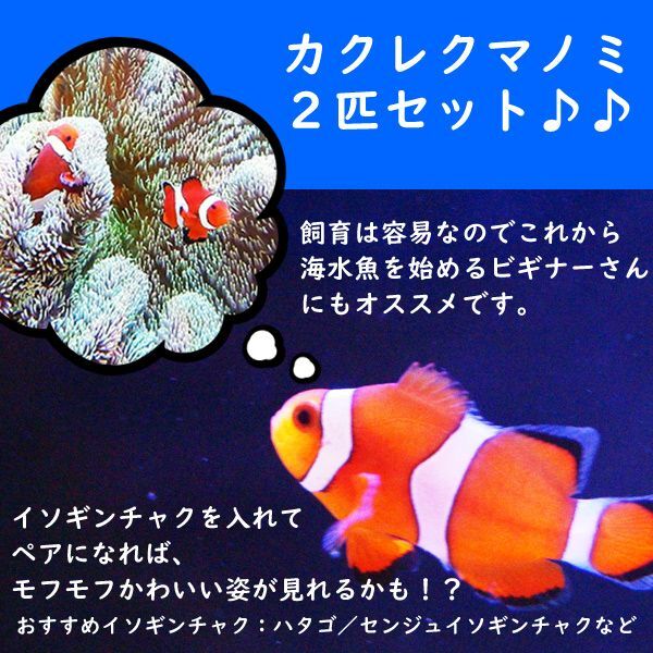 海水魚 クマノミ カクレクマノミ 2匹セット 国産ブリード 1セット 3 4cm サンプル画像 生体 海水魚 サンゴ ペットバルーン ネットショップ