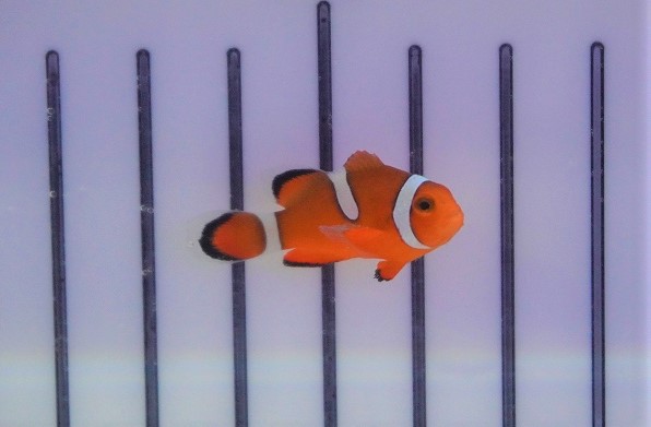 画像1: 【海水魚・クマノミ】ブリード・カクレクマノミ （イレギュラーバンド）(1匹)±3-4cm (サンプル画像）（生体）(海水魚) (1)