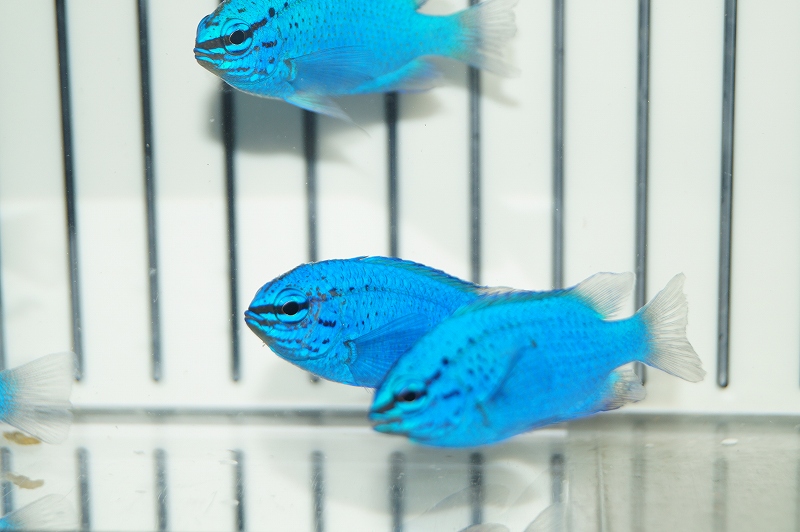 海水魚・スズメダイ】沖縄産 コバルトスズメ（5匹セット）(サンプル画像）（生体）(海水魚)（サンゴ） - ペットバルーン ネットショップ