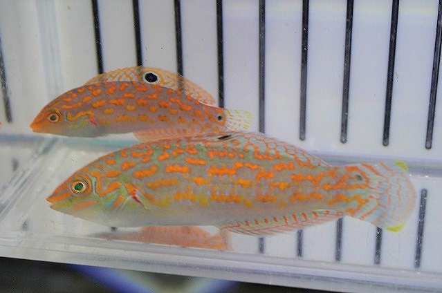 海水魚・ベラ】チモールラス（1匹）（±5-8cm）（サンプル画像）（生体 