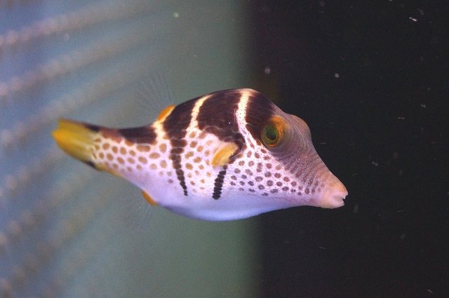 海水魚 フグ シマキンチャクフグ 1匹 5 7cm 生体 海水魚 サンゴ ペットバルーン ネットショップ