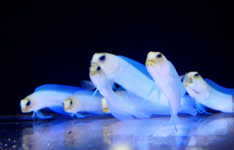 海水魚 イエローヘッドジョーf パーリージョー 1匹 サンプル画像 生体 海水魚 サンゴ ペットバルーン ネットショップ