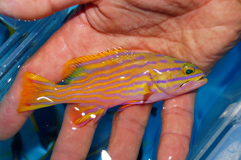 初心者向けのベスト海水魚28選