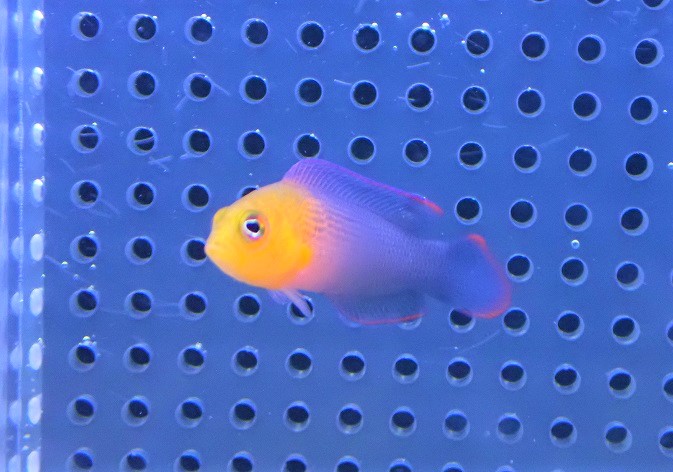 海水魚・メギス】ディレクターズドッティーバック【1匹】（±5