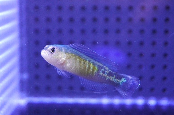 信頼 海水魚・ニセスズメ】リュウキュウニセスズメダイ【1匹】（±4 その他
