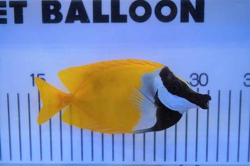 海水魚 フォックスフェイス 3,180円 １匹 Ｌサイズ 春の新作 Ｌサイズ