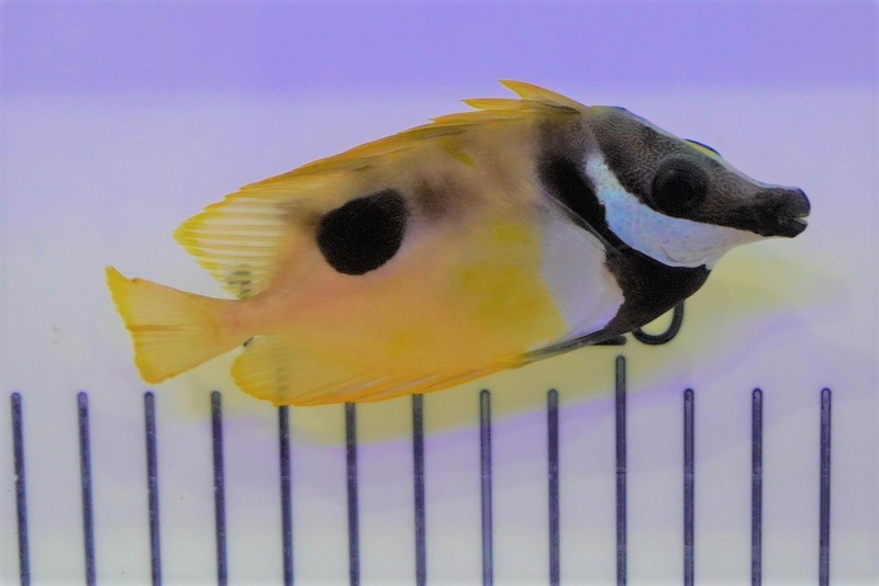 画像1: 【海水魚・アイゴ】ヒフキアイゴ（Mサイズ）(1匹)±7-9cm (サンプル画像）（生体）(海水魚) (1)