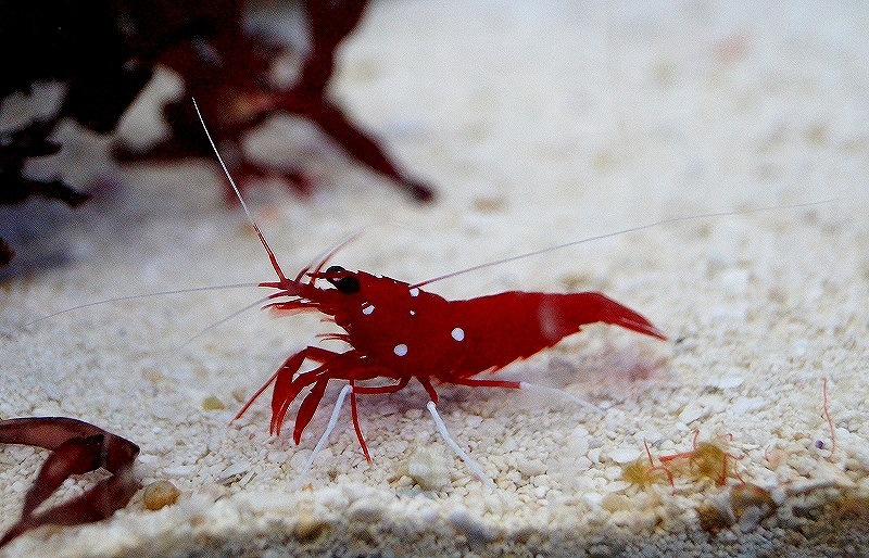 海水魚 ホワイトソックス Smサイズ 1匹 生体 海水魚 サンゴ ペットバルーン ネットショップ