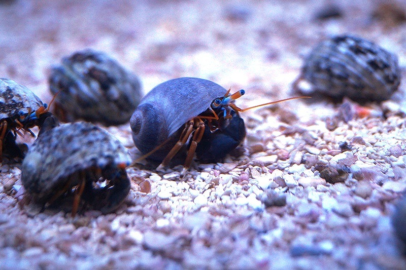 使い勝手の良い 海水魚 ヤドカリ 沖縄産 アカツメサンゴヤドカリ １匹 Shipsctc Org