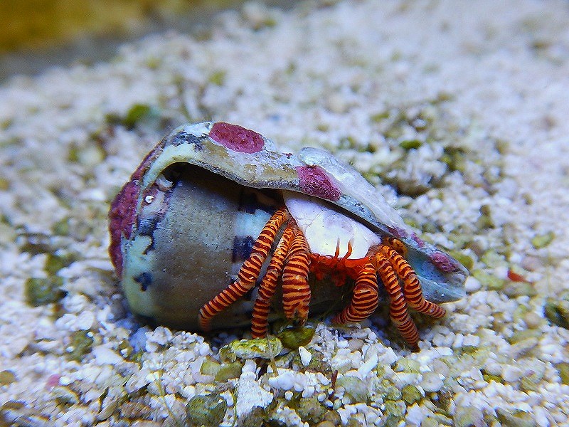 海水生物 ベニワモンヤドカリ 1匹 3 5cm サンプル画像 生体 海水魚 サンゴ ペットバルーン ネットショップ