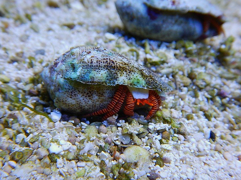 海水生物 ベニワモンヤドカリ 1匹 3 5cm サンプル画像 生体 海水魚 サンゴ ペットバルーン ネットショップ