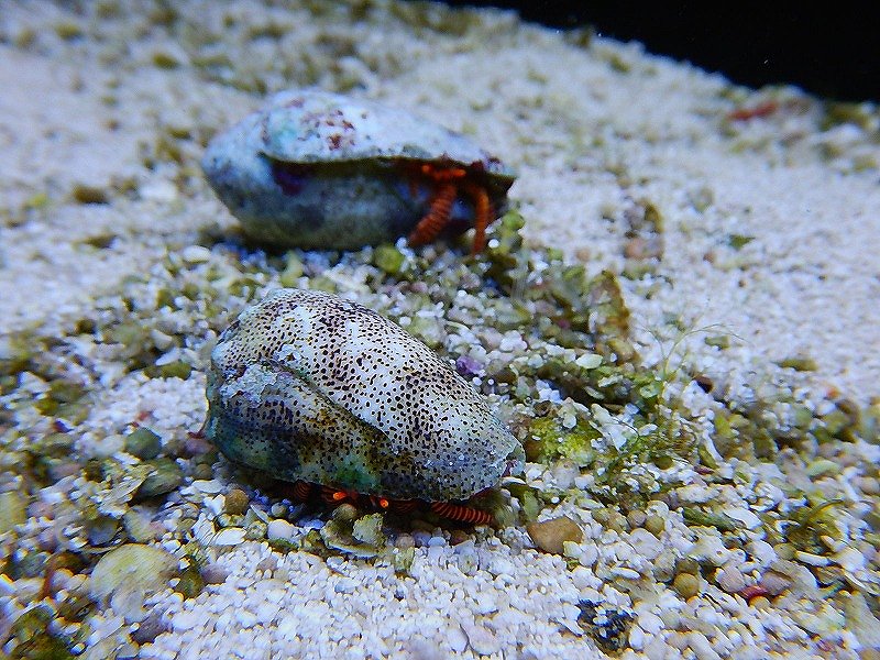 海水生物 ベニワモンヤドカリ 1匹 3 5cm サンプル画像 生体 海水魚 サンゴ ペットバルーン ネットショップ