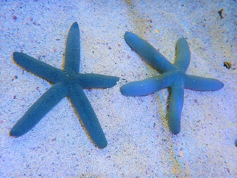 海水生物 ヒトデ アオヒトデ 1匹 10 13cm サンプル画像 生体 海水魚 ペットバルーン ネットショップ