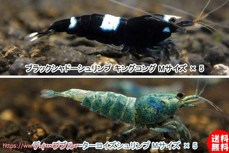 エビ シュリンプ 10匹セット 送料梱包料金無料 シャドーシュリンプ 繁殖セット A 1 2 1 5cm 生体 淡水 ペットバルーン ネットショップ