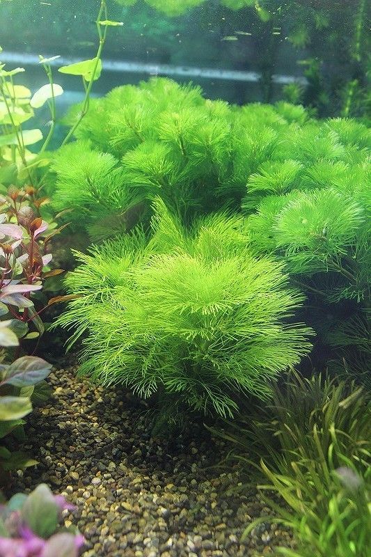 水草 国産 ジャイアントアンブリア 無農薬 3束 ペットバルーン ネットショップ