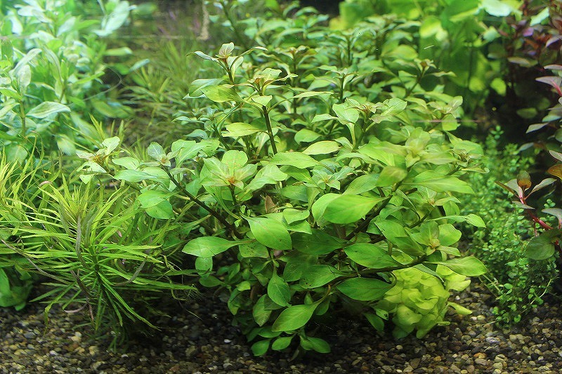 水草 お取り寄せ 国産 ルドヴィジア レペンス 無農薬 3束 ペットバルーン ネットショップ 水草 お取り寄せ 国産 ルドヴィジア レペンス 無農薬 3束 ペットバルーン ネットショップ