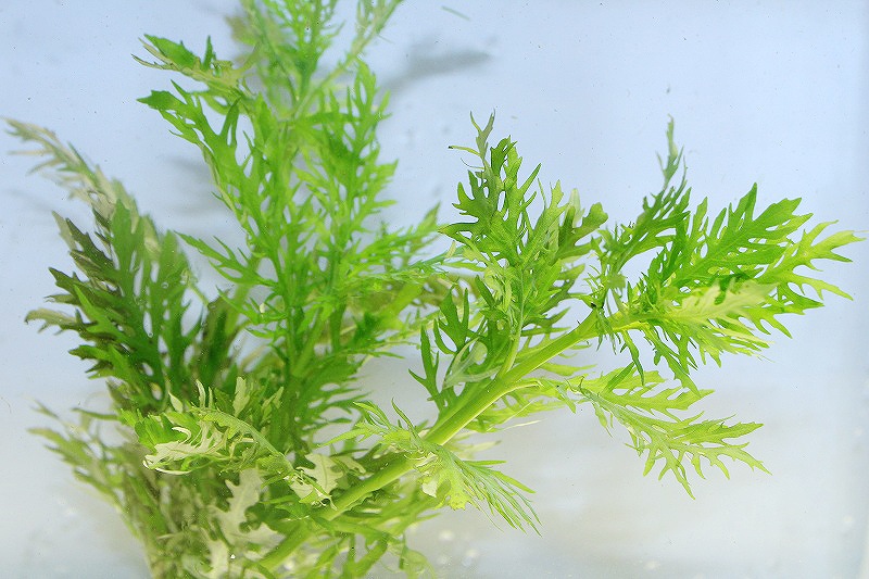 水草】国産 ウォーターウィステリア(無農薬)【1束】 - ペットバルーン ネットショップ