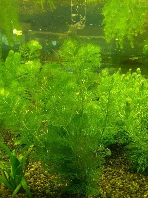 水草 国産 カボンバ 無農薬 1束 ペットバルーン ネットショップ