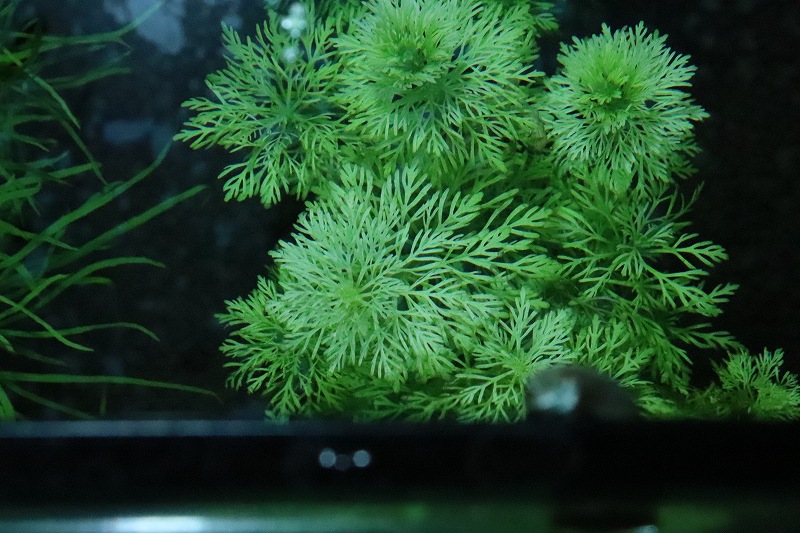 水草 国産 アンブリア 無農薬 1束 ペットバルーン ネットショップ