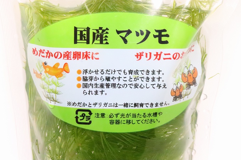 水草 国産 マツモ 無農薬 1個 浮草 ペットバルーン ネットショップ