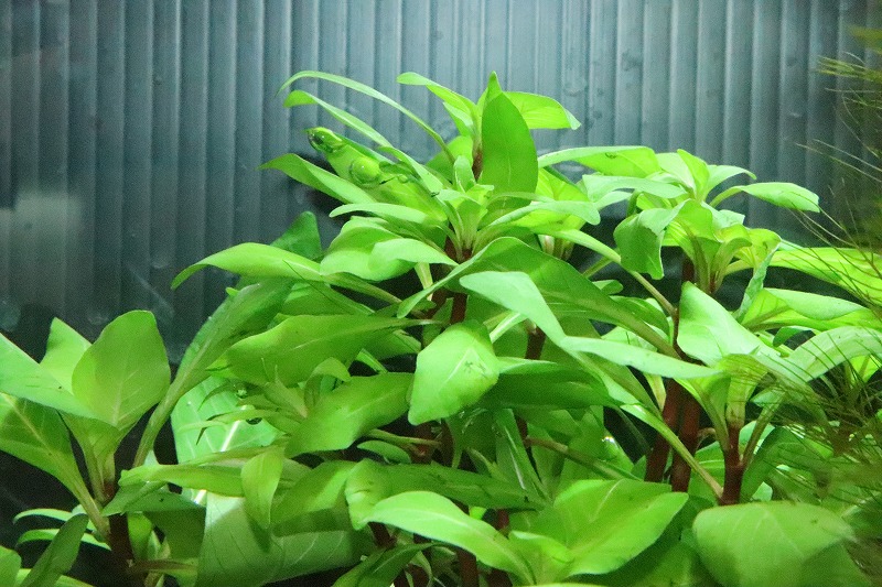 水草 ルドウィジア インクリナータ キューバ
