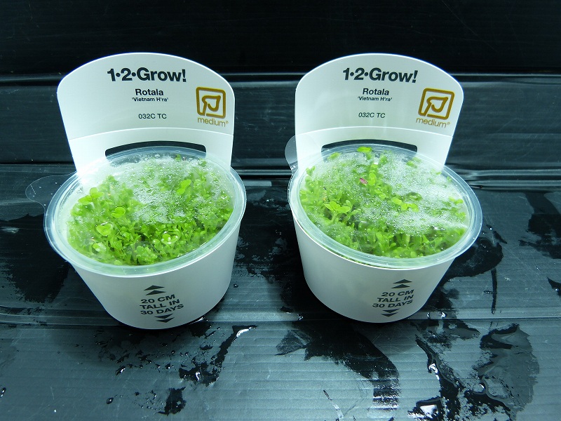 水草 トロピカ社 ロタラsp ベトナム Har 無農薬 1ポット ペットバルーン ネットショップ 水草 トロピカ社 ロタラsp ベトナム Har 無農薬 1ポット ペットバルーン ネットショップ