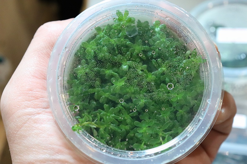 水草】(組織培養)ロタラ マクランドラ ピンク(無農薬)【1カップ】 - ペットバルーン ネットショップ