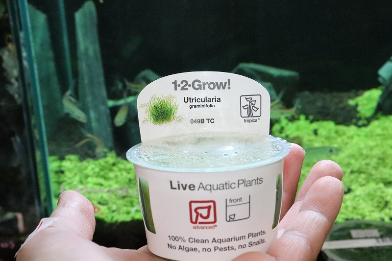 水草】(組織培養)トロピカ社 ウォーターローン(無農薬)【1カップ】 - ペットバルーン ネットショップ