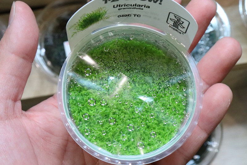 水草】(組織培養)トロピカ社 ウォーターローン(無農薬)【1カップ】 - ペットバルーン ネットショップ