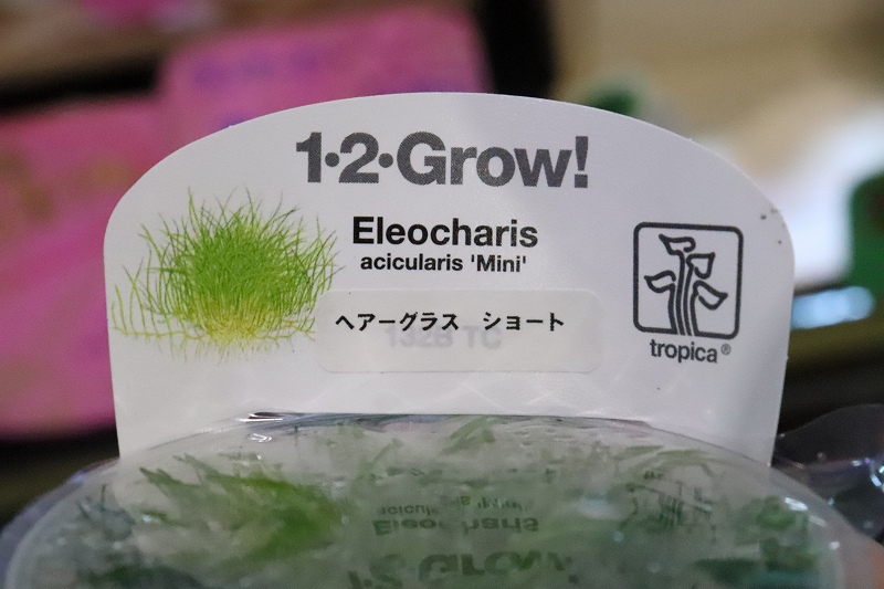【水草】トロピカ社 ショートヘアーグラス(組織培養)１カップ
