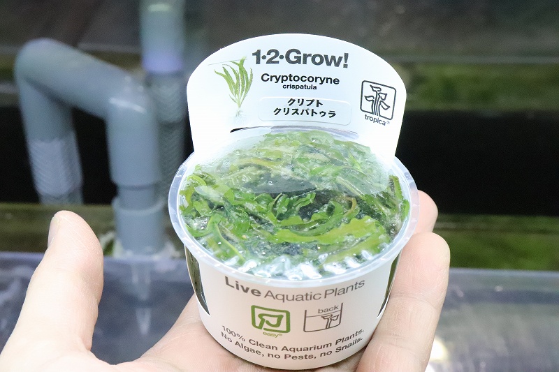 84%OFF!】 グリーン 水草 無農薬 ウェンティー １カップ 組織培養 クリプトコリネ 水草