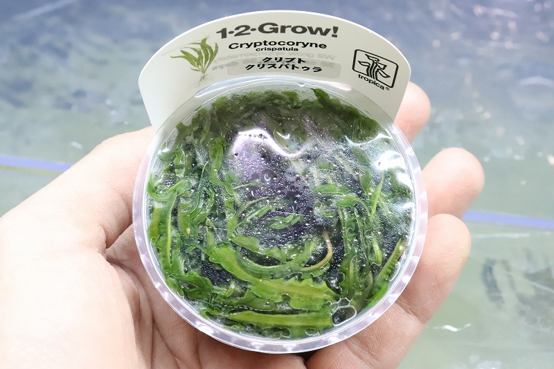 水草】(組織培養)トロピカ社 クリプトコリネ クリスパトゥラ(無農薬)【1カップ】(陰性水草) - ペットバルーン ネットショップ