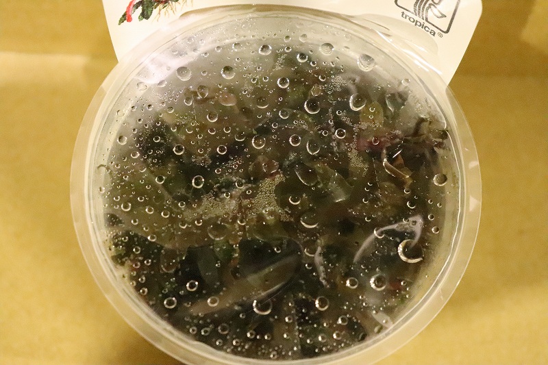 水草 組織培養 レア種 トロピカ社 ブセファランドラ クダガン 無農薬 1カップ 陰性水草 ペットバルーン ネットショップ 水草 組織培養 レア種 トロピカ社 ブセファランドラ クダガン 無農薬 1カップ 陰性水草 ペットバルーン ネットショップ