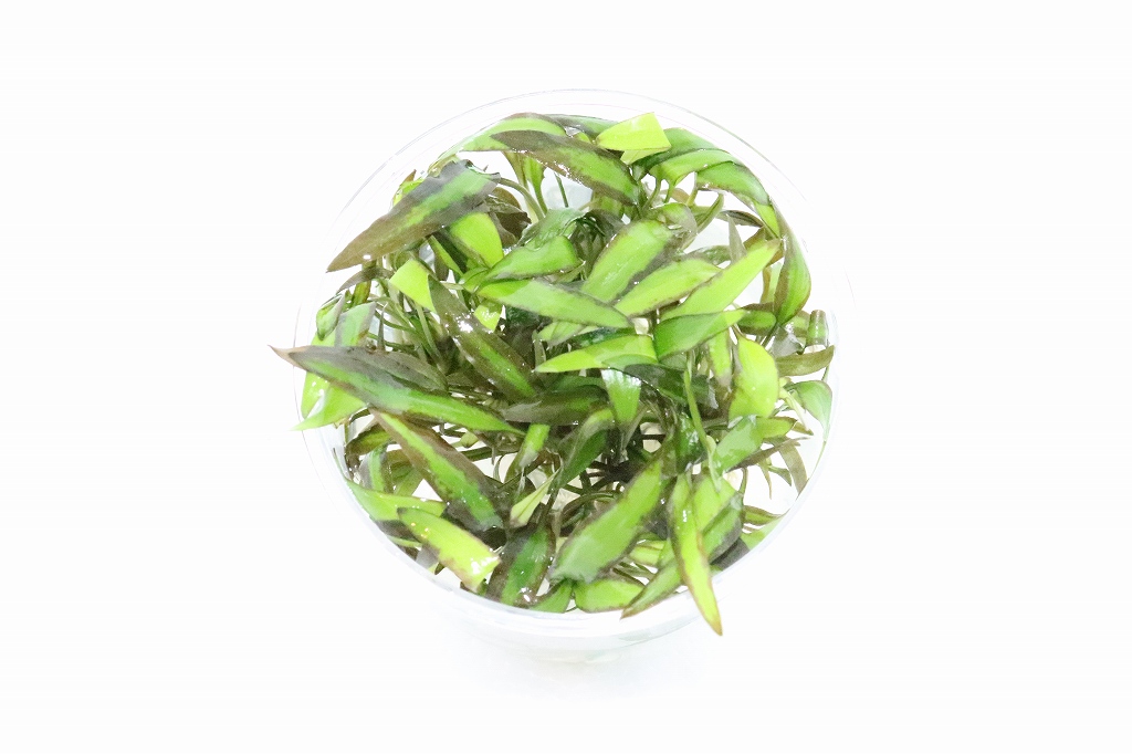 84%OFF!】 グリーン 水草 無農薬 ウェンティー １カップ 組織培養 クリプトコリネ 水草