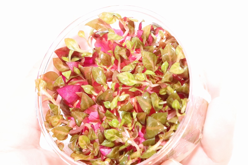 水草】(組織培養)アルテルナンテラレインキー 斑入り(無農薬)【1カップ】(有茎草) - ペットバルーン ネットショップ