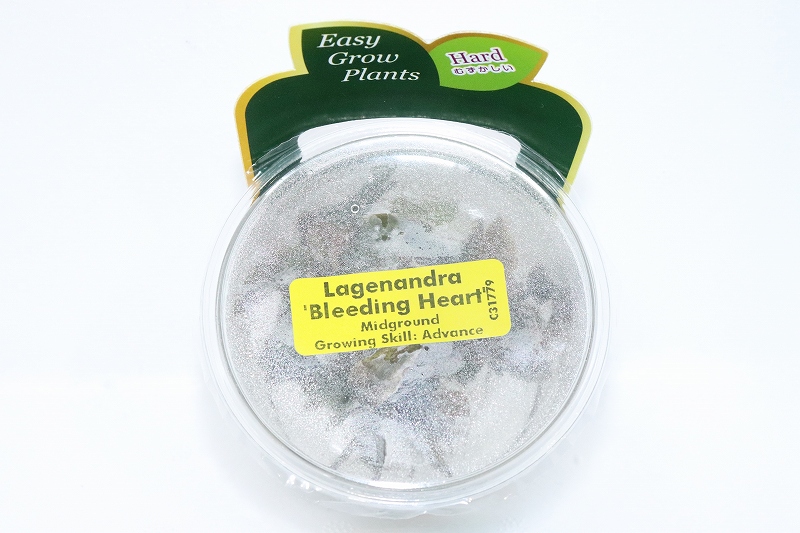 水草】特価 組織培養 ラゲナンドラ ブリーディングハート（無農薬）【１カップ サンプル画像】(陰性水草) ペットバルーン ネットショップ