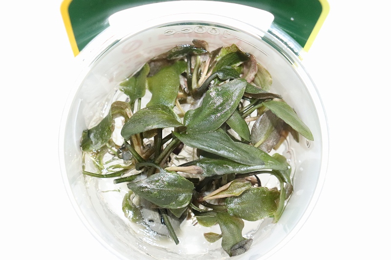 水草】特価 組織培養 ラゲナンドラ ブリーディングハート（無農薬）【１カップ サンプル画像】(陰性水草) ペットバルーン ネットショップ