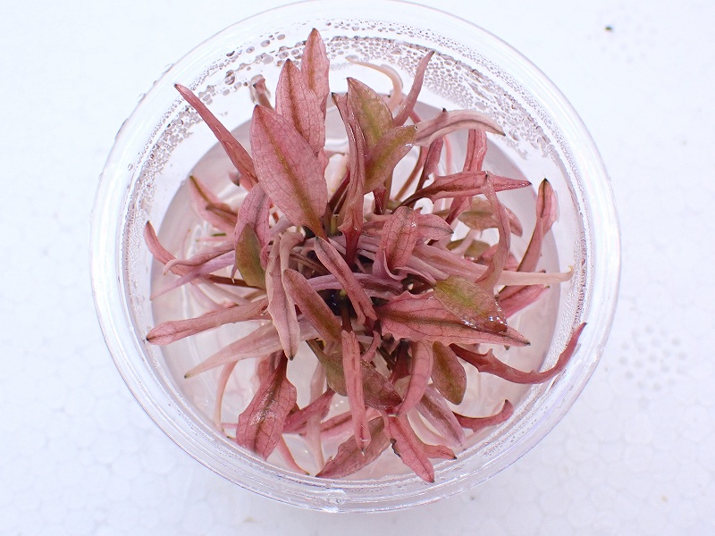 水草】【通販】レア種 大株 クリプトコリネ フラミンゴ(水中葉 無農薬)【1株】 - ペットバルーン ネットショップ